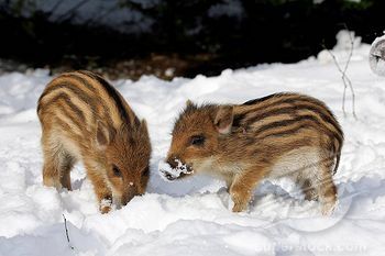 <3 Baby Warthog, Baby Squirrel, Wild Boar, Cutest Thing Ever, Chipmunks, Beautiful Creatures, The Snow, Animal Photography, Farm Animals