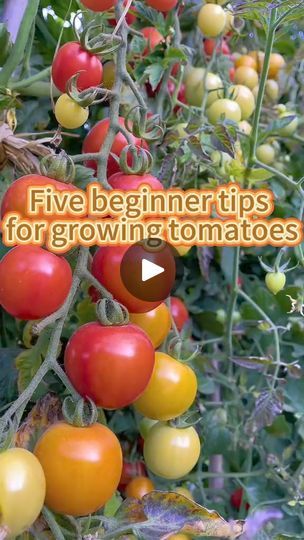 1.4K views · 22 reactions | 5 tips for growing tomatoes #tips #gardening | Ramos Mark | Ramos Mark · Original audio Tomato Farm, Tomatoes Garden, Tips For Growing Tomatoes, Gardening Planting, Tomato Farming, Porch Uk, Plant Hacks, Front Porch Ideas Curb Appeal, Front Porch Ideas For Mobile Homes