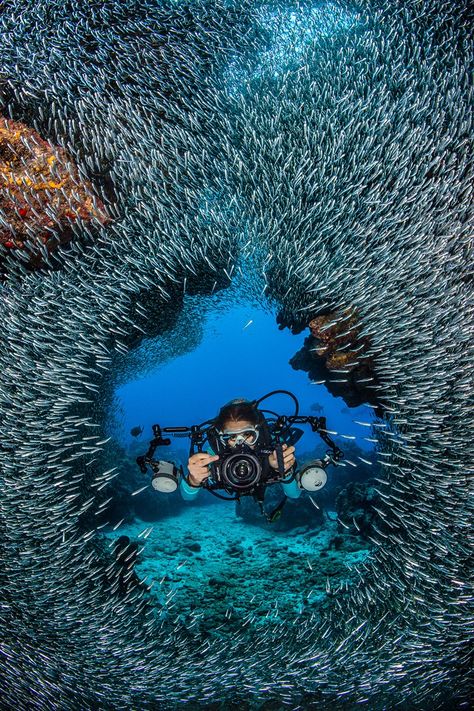 Thrilling “Silver Rush” an added Summer Dive Adventure in the Cayman Islands Scuba Diving Photography, School Of Fish, Underwater Photographer, Underwater Life, Underwater Photos, Coral Reefs, Scuba Diver, Ocean Creatures, Alam Semula Jadi