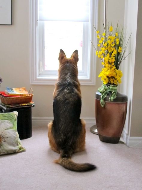 Waiting for dad. Same time everyday... Dog Waiting, German Shepards, Shepherd Dogs, German Shepherd Dog, German Shepherds, German Shepherd Dogs, Shepherd Dog, I Love Dogs, German Shepherd