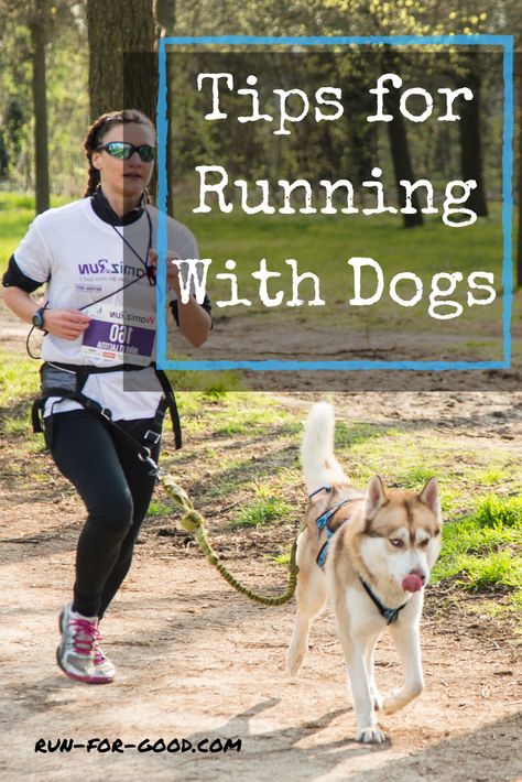 Running With Dog, Puppy Training Treats, Running Safety, Running Partner, Dog Sports, Tips For Running, House Training Dogs, Dog Water Bowls, Dog Exercise