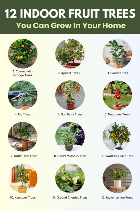 Here are 12 indoor fruit trees Indoor Fruit Trees, Key Lime Tree, Kumquat Tree, Meyer Lemon Tree, Plant Inspiration, Apricot Tree, Lime Tree, Mulberry Tree, Banana Tree