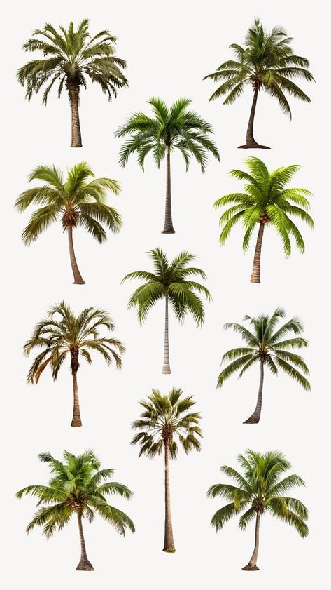 Palm tree element set remix | premium image by rawpixel.com / Tanat Chittirungsan Tropical Collage, Palm Tree Plant, Palm Tree Beach, Coconut Palm Tree, Coconut Palm, Beach Tropical, Awesome Designs, Tree Designs, Logo Designs