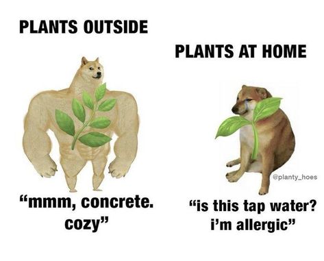 This killed me | Swole Doge vs. Cheems | Know Your Meme Plant Jokes, Phineas E Ferb, Outside Plants, Memes Of The Day, Memes Humor, Plant Mom, Best Memes, Funny Laugh, Dankest Memes