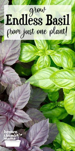 Grow an Endless Supply of Basil From One Plant | Basil plant, Plants, Container gardening vegetables How To Cut Basil From Plant, How To Grow Basil, Growing Basil Outdoors, Basil Growing, Growing Basil Indoors, Grow From Cuttings, Basil Garden, Grow Basil, Kebun Herbal