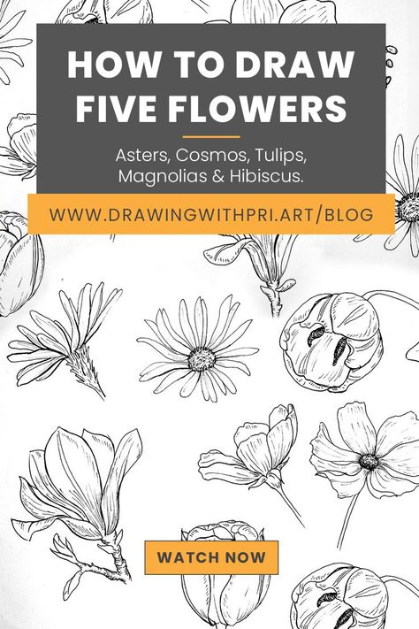 Fundaments to draw flowers - asters, cosmos, tulips, magnolias and hibiscus. Botanical Illustration Tutorial, Aster Drawing, Art Progress, Learn To Sketch, Flower Step By Step, Pencil And Pen, Flower Drawing Tutorials, Digital Painting Techniques, Draw Flowers