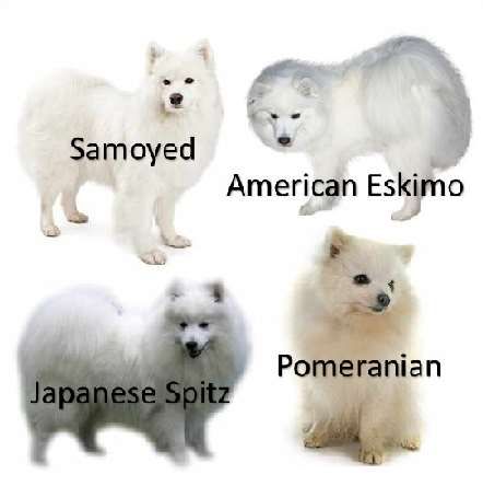 Spitz Dog Breeds, Japanese Spitz Puppy, Japanese Spitz Dog, Spitz Breeds, Spitz Dog, German Spitz, Spitz Dogs, Japanese Spitz, Samoyed Dogs