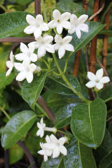 STEPHANOTIS VINE: 1) Aromatic 2) Blooms in summer 3) Quick growing 4) Vine can grow up to 18 feet requiring a trellis to grow upon 5) Keep in a bright spot but avoid direct sunlight Courtyard Ideas, Wedding Plants, Decorative Plants, Fragrant Garden, Garden Vines, Moon Garden, White Gardens, Flowering Vines, Fragrant Flowers