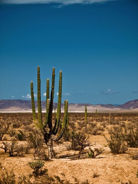 Baja California Desert Mexico Desert Aesthetic, Mexican Desert Landscape, Mexican Desert Aesthetic, Baja Aesthetic, California Desert Aesthetic, Cactus In Desert, New Mexico Desert, Luis Gonzaga, Mexico Desert