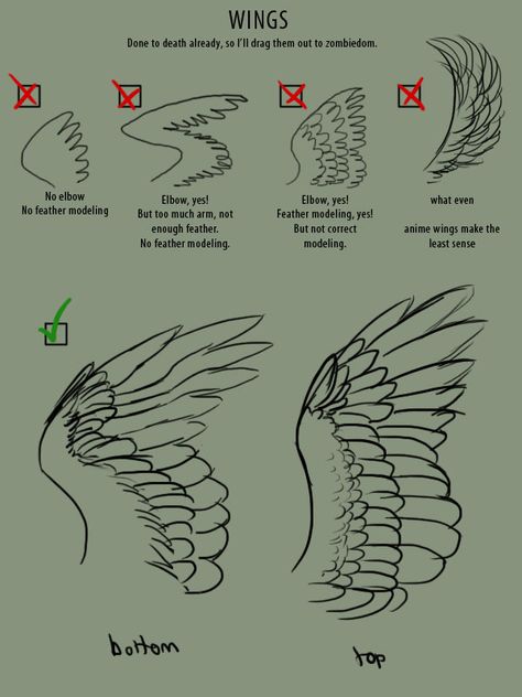 supaslim: “ here, have wings. Good Resources: Puget Sound Wing and Tail Collection (where all the wing images I used came from) Origin of Flight in Birds Animating Bird Flight (great resource for ALL... Bird Tail Drawing Reference, How To Draw Winged People, Wings How To Draw, Feathered Wings Drawing, Bird Wings Sketch, Bird Tail Reference, Bird Tail Drawing, Birds Wings Drawing, Feather Wings Drawing