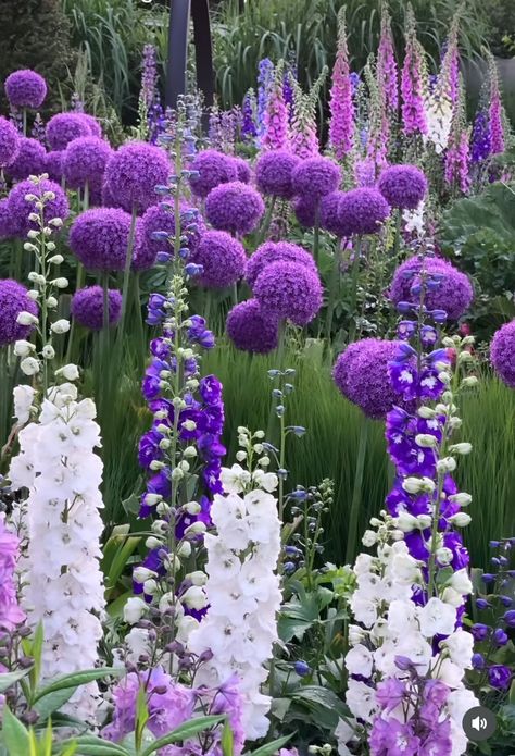 Purple And White Landscaping, English Garden Flowers, Allium Flowers Landscaping, White And Purple Garden, Border Planting Ideas, Modern Flower Garden, Allium Garden, Back Garden Design, Lavender Garden