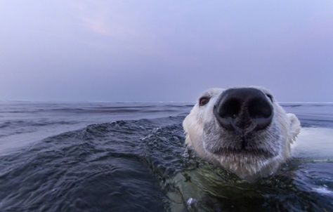 Seattle-based photographer Paul Souders Bear National Geographic, Bear Photo, Best Nature Images, Wildlife Photographer, Bear Photos, Bear Pictures, Amazing Nature Photos, Love Bear, Silly Animals