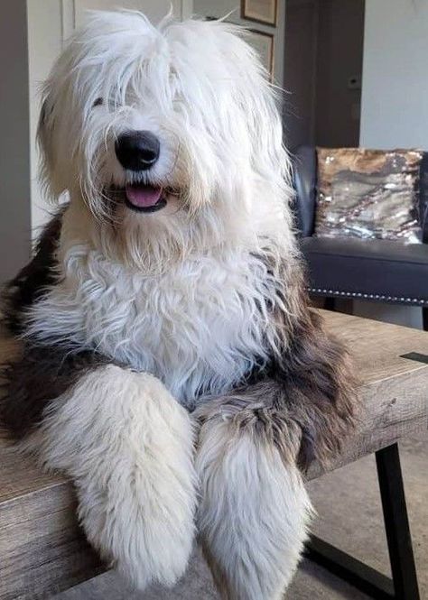 Terms And Conditions Aesthetic, Giant Fluffy Dog, English Sheepdog Puppy, Old English Sheepdog Puppy, Big Fluffy Dogs, Sheepadoodle Puppy, Cute Teacup Puppies, Lauren Asher, Sheep Dogs