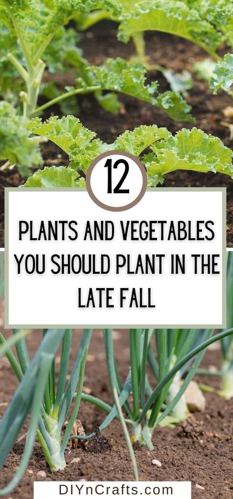 Summer garden gone? Check out these vegetables to plant in the late fall! Perfect for continuing your harvest before next season! These are great vegetables to plant in fall for an extended harvest! Homestead Garden Layout, Fall Garden Planting, Fall Vegetables To Plant, Fall Crops, Garden Prepping, Tattoo Plant, Fall Gardening, Winter Crops, Landscape Rock