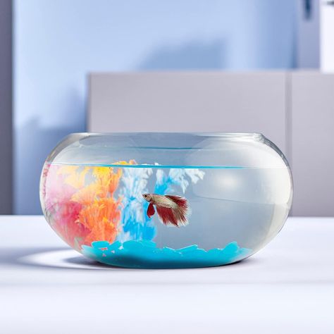 LAQUAL 2 Gallon Glass Fish Bowl with Decor, Include Fluorescent Stones & Colorful Plastic Trees, High White Glass for Clear View, Small Fish Bowl/Vase/Aquarium for Betta Fish/Goldfish, Nice Home Décor 3 Gallon Fish Tank, Resin Goldfish, Vase Aquarium, Glofish Aquarium, Fish Bowl Vases, Fish Goldfish, Glass Fish Bowl, Glass Fish Tanks, Grow Flowers