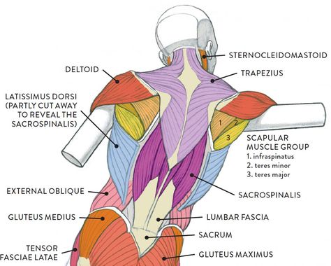 Body Muscle Anatomy, Human Muscle Anatomy, Muscles Of The Neck, Anatomy Images, Basic Anatomy And Physiology, Yoga Anatomy, Human Body Anatomy, Anatomy Tutorial, Human Anatomy Drawing