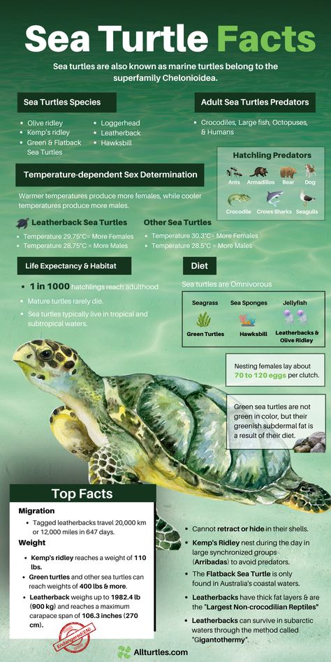 Marine Conservation Poster, Sea Turtle Infographic, Marine Biology Aesthetic Notes Sea Turtles, Sea Turtle Poster Project, Marine Biology Notes Turtle, Marine Biology Quotes, Sea Animal Facts, Turtle Infographic, Marine Biology Facts