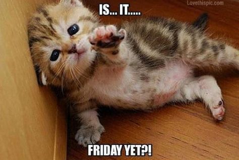 55 "Almost Friday" Memes - "Is...It...Friday yet?!" Sunday Morning Memes, Meeting The One, Bye Meme, Funny Thursday Quotes, Work Related Quotes, Happy Thirsty Thursday, Funny Food Memes, Love You Memes, Friday Jr