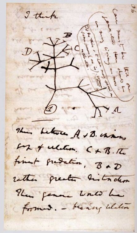 Darwin’s first sketch of the tree of life from one origin. Note the cross-bars for extinction — and that change is not conceived with some direction-as-progress. And notice Darwin’s simple words introducing the sketch, “I think…” Darwin Tree Of Life, Book Thief, Tree Diagram, Origin Of Species, Evolutionary Biology, Natural Selection, History Of Science, Charles Darwin, Scientific Illustration