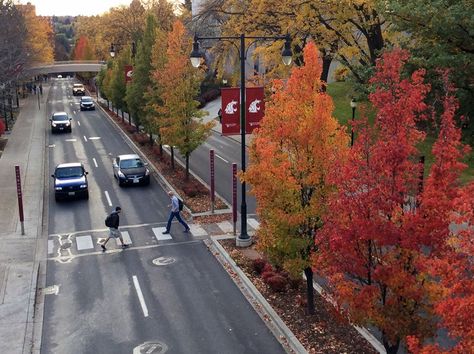 Take a virtual tour of Washington State University Pullman #GoCougs #WSU Washington State University Aesthetic, Washington State University Campus, Wsu Cougs, College Collage, Pullman Washington, Oregon College, College Vision Board, College Job, Future School