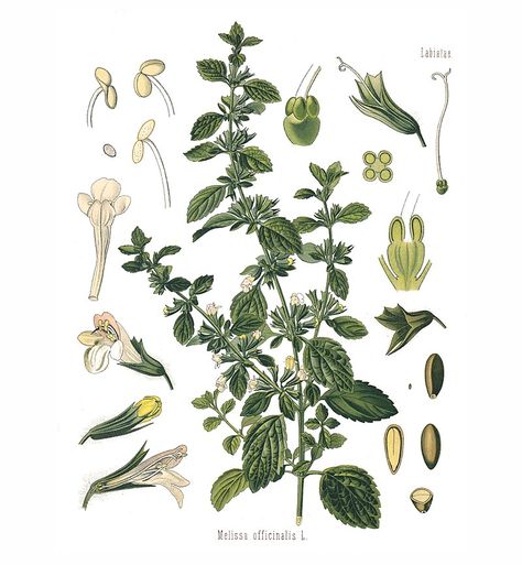 Melissa Officinalis, Botanical Illustrations, Botanical Illustration, Public Domain, Search Engine, Resolution, Art