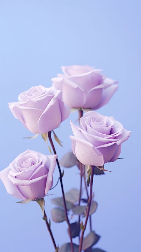 A bunch of purple roses blossom flower petal.  | premium image by rawpixel.com / Boom Iphone Wallpaper Lavender, Roses Iphone Wallpaper, Wallpaper Lavender, April Wallpaper, Purple Roses Wallpaper, Wallpaper Iphone Roses, Wallpaper Rose, Pot Painting, Wallpaper Iphone Wallpaper