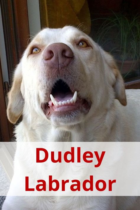 Dudley Labrador, American Labrador, Day Of Birth, White Labrador, Yellow Labs, Labrador Retriever Puppies, Yellow Labrador, Labrador Retrievers, Labrador Dog