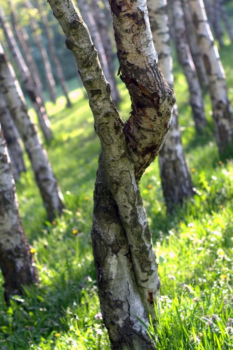 Birch, Intertwined, Tree, Forest, Park, Landscape Intertwined Trees, Painting Thoughts, Trees Photo, Park Landscape, Travel Budget, Tree Free, Forest Park, Tree Forest, Tree Tattoo