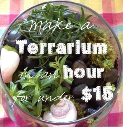 How to Make a Terrarium for Under $15: We made a lush terrarium using herbs for under $15. Learn how to make your own herb terrarium! #bestcrafts Make A Terrarium, Indoor Gardens, Terrarium Diy, Garden Terrarium, Succulent Terrarium, Gardening For Kids, Miniature Garden, Mini Garden, Succulents Garden