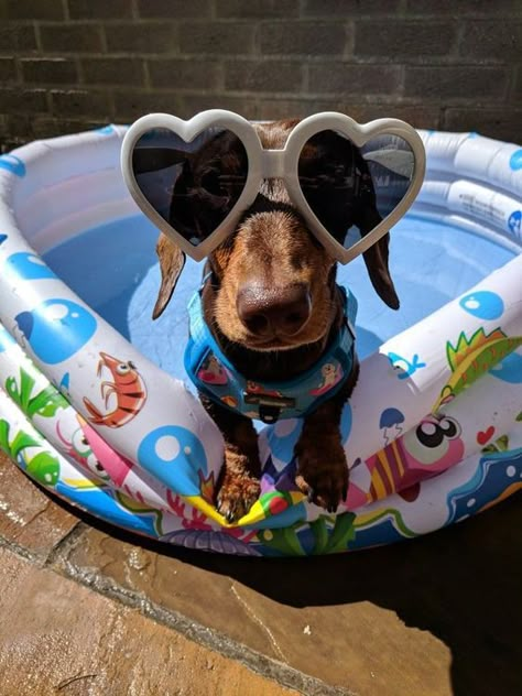 Really Cute Dogs, Funny Dachshund, Weenie Dogs, Dachshund Lovers, Dachshund Puppies, Dachshund Love, Silly Animals, Cute Funny Dogs, Cute Animal Photos