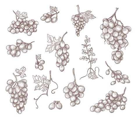 Grape Drawing, Vine Drawing, Grape Plant, Fruit Icons, Branch Vector, Badge Template, Fruit Vector, Vine Tattoos, Bar Poster