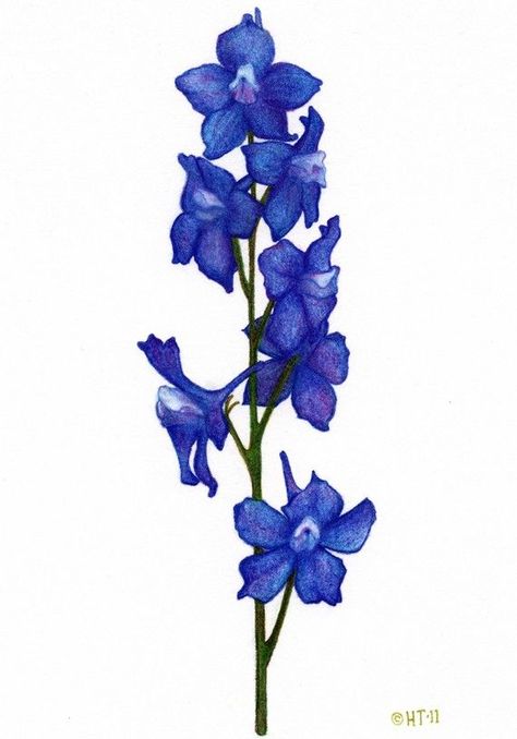 larkspur+tattoo | Found on etsy.com Larkspur Flower Drawing Simple, Larkspur Flower Drawing, Delphinium Tattoo, Larkspur Flower Tattoos, Larkspur Tattoo, July Birth Flower, Larkspur Flower, July Flowers, Delphinium Flowers