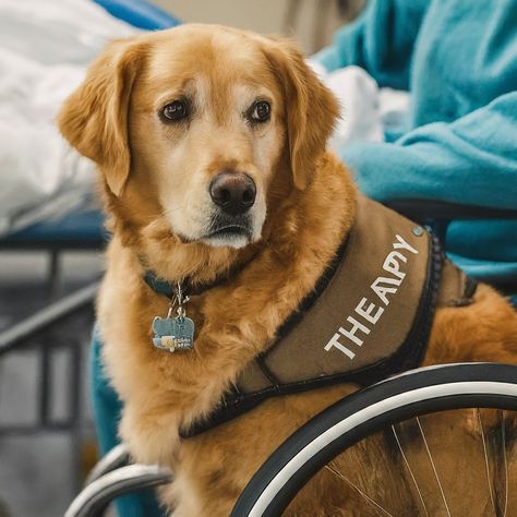 Golden Retriever Therapy Dog, Golden Retriever Service Dog, Emotional Support Dog, Support Dog, The Lives Of Others, Therapy Dogs, Making A Difference, Golden Retrievers, Service Dogs