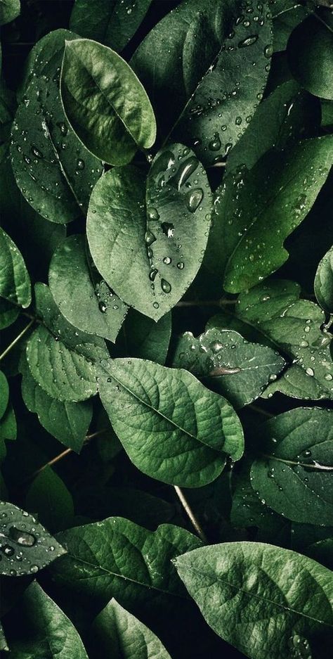 Leaf Phone Wallpaper, Ed Wallpaper, Iphone Arkaplanları, Pretty Phone Wallpaper, Free Phone Wallpaper, Plant Wallpaper, Monstera Plant, Iphone Prints, Wallpapers Iphone