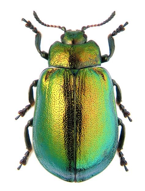 insect house | Jewel Scarab Beetle, Iridescent Animals, Iridescent Beetle, Insect House, Jewel Beetle, Leaf Beetle, Foto Macro, Beetle Art, Cool Insects