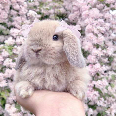 Rabbits Cute, Perfectly Timed Photos, Animal Lovers, Funny, Animals, Pink