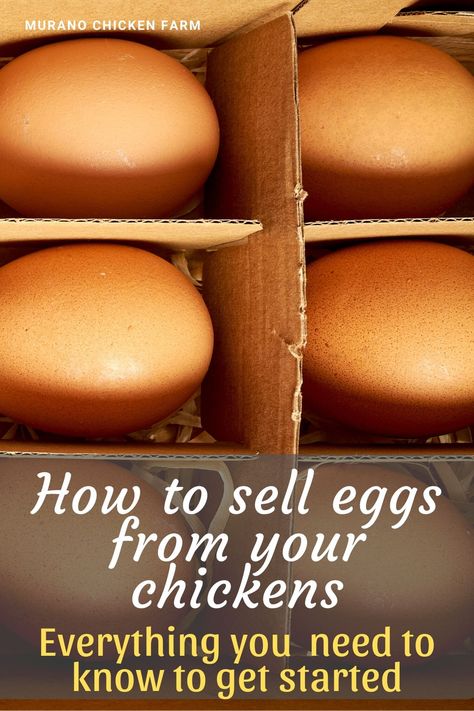 Suburban Homesteading, Preparedness Ideas, Best Laying Chickens, Selling Eggs, Homestead Animals, Hen Farm, Best Egg Laying Chickens, Laying Chickens, Collecting Eggs