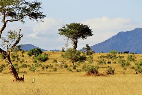 African savanna desert Savanna Biome, Botany Books, African Savanna, Primary Science, Plant Science, Science Units, Biome, Back Road, Desert Plants