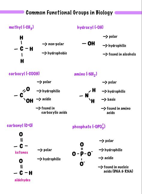 AP Biology & AP Chemistry Study Notes & Study Guides Study Guide Biology, Ap Biology Unit 1, Ap Bio Unit 2 Notes, Ap Chem Notes, Ap Bio Unit 1, Bio Study Tips, Chemistry Notes Study Guides, Ap Chemistry Notes, Chemistry Study Tips