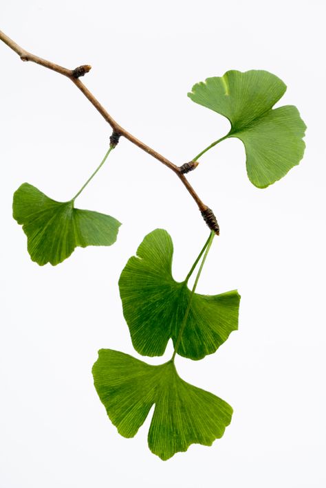 Ginko Biloba, 달력 디자인, Gingko Leaves, Adrenal Fatigue, Ginkgo Biloba, Ginkgo Leaf, Lukisan Cat Air, Botanical Drawings, Leaf Art