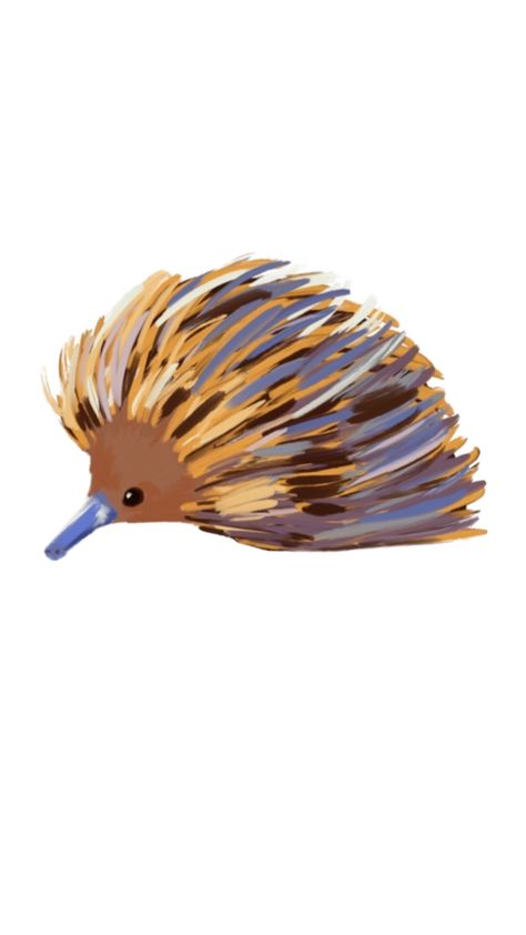 Echidna Drawing, Drawings