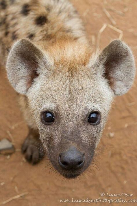 Here's Your Weekly Dose Of Cute! (#17) Hyena Ears, Hyena Pup, Mammals Animals, Animals And Pet Supplies, Spotted Hyena, African Wild Dog, Big Ears, I'm Scared, Pinterest Party