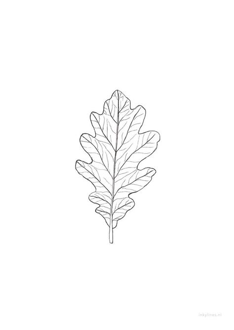 Oak Tree Leaf Tattoo, Oak Leaf Drawing, Flowers Tattoo Drawing, Nirmana 2d, Flowers Moodboard, Oak Tattoo, Oak Leaf Tattoos, Linear Drawings, Leaf Drawings