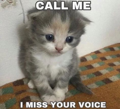 Cute Cat Pictures, I Miss Your Voice, Silly Cats Pictures, Cute Cats Photos, Cat Pictures, Silly Pictures, Cute Memes, Cute Texts, Funny Cute Cats