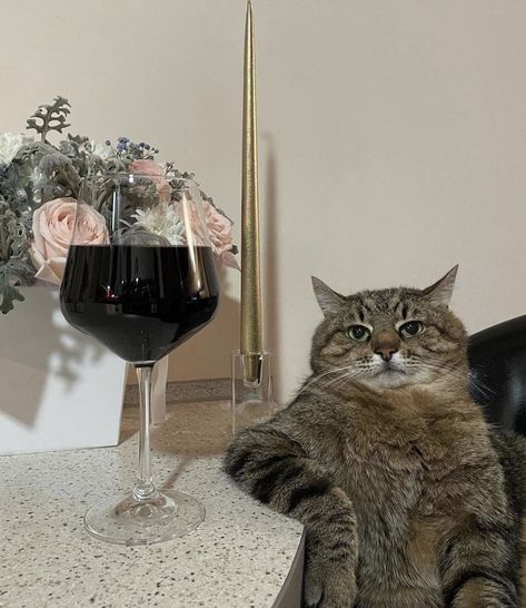 R👗 on Twitter: "my new favourite pic ever… " Wine Meme, Cat Wine, Cat Drinking, Unique Cats, Silly Cats, Tabby Cat, Wine Drinks, Britney Spears, Cat Pics