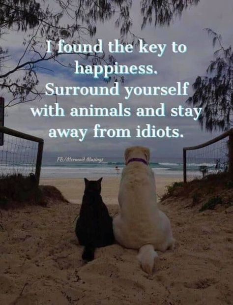 Inspirerende Ord, Psy I Szczenięta, Key To Happiness, Night Wishes, Animal Quotes, Dog Quotes, Quotable Quotes, Wise Quotes, A Quote