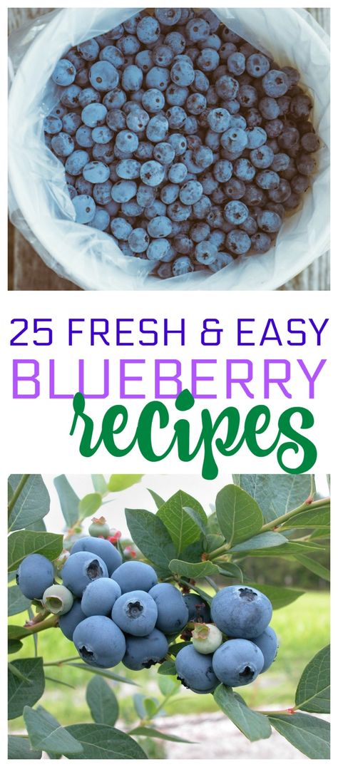 Recipe For Blueberries, Ideas For Blueberries, Christmas Blueberry Recipes, Blueberry Food Recipes, Things To Make With Fresh Blueberries, Fresh Blueberry Desserts Easy, Freeze Dried Blueberries Recipe, What Can You Make With Fresh Blueberries, Recipes For Fresh Blueberries