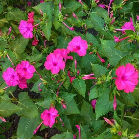 4 O'Clock Flower (Mirabilis Jalapa) Seeds - non-GMO 25 seeds $4.98 +free shipping on orders over $35  USDA hardiness zones 2-11, prefer full sun /partial shade.  A low maintenance and hardy plant. It grows to heights reaching 2-3 feet and spreads out like a bush. Flowers open in the afternoon and best fragrance at 4-o'clock could be why it earned it's name. Best time to plant is in the spring. These grow well in garden beds or in container planters to compliment your other flowering plants. 4 Oclock Flowers, Four Oclock Flowers, Four O Clock Flowers, Mirabilis Jalapa, Garden Clocks, Garden Flowers Perennials, Love Rose Flower, Clock Flower, Flower Clock