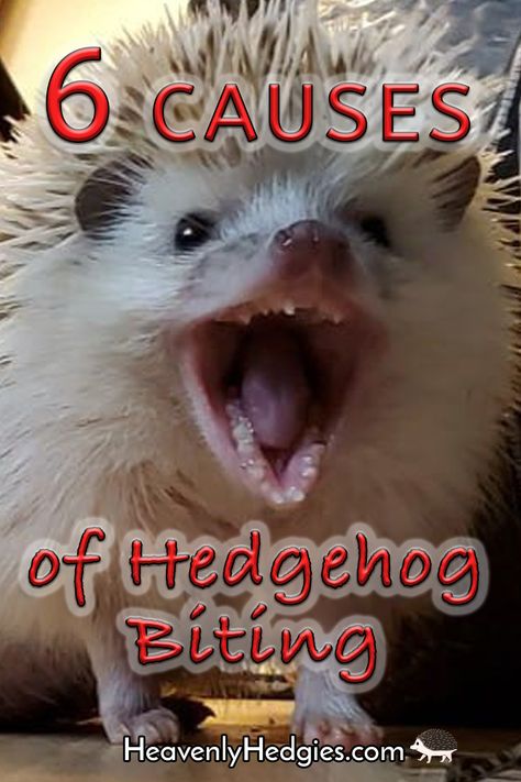 What could cause your hedgehog to bite you? Find out what you need to know.. . . . . . . #hedgehogs #hedgie #hedgehogbit #hedgehogbites #hedgiebiting #hedgehogbiting #hedgehogbehavior #hedgehogchomps || #heavenlyhedgies @heavenlyhedgies Hedgehog Enclosure Diy, Hedge Hog Cage Ideas, Hedgehog Toys Ideas, Toys For Hedgehogs, Pet Hedgehog Cage, Hedgehog Cage Setup, Hedgehog Habitat Ideas, Diy Hedgehog Cage, Diy Hedgehog Toys