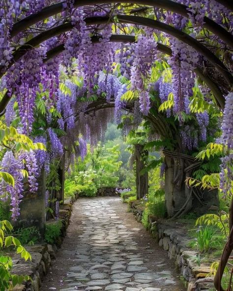 Arch In Garden Ideas, Vine Walkway, Flower Walkway, Bridgerton Prom, Wisteria Arch, Archway Ideas, Wisteria Tunnel, Wisteria Trellis, Wisteria Arbor